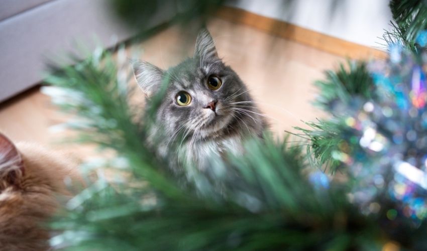 Tips to Keep Pets and Christmas Trees Separate