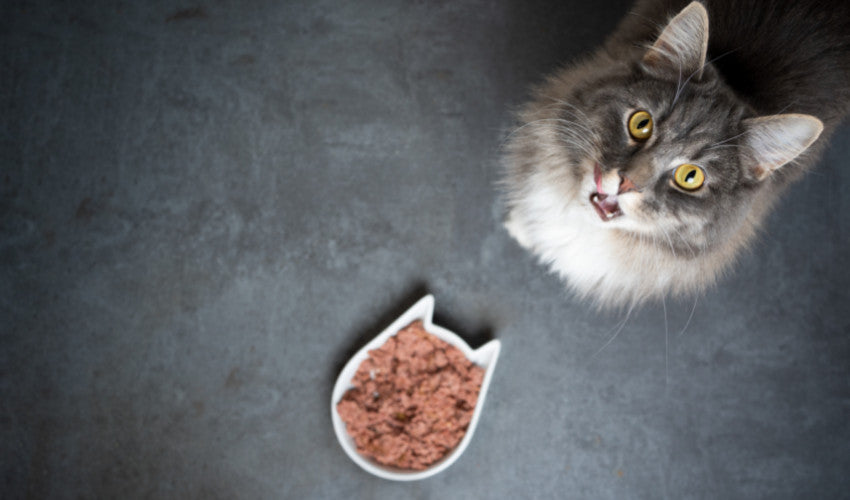 Do Cats Need High Protein Cat Food