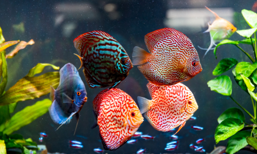 Fish in aquarium 