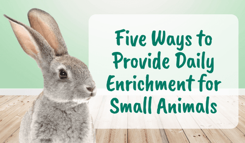 Five Ways to Provide Daily Enrichment for Small Animals- Oxbow Animal Health