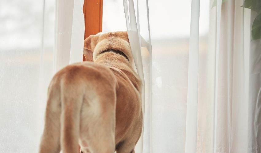 Helping Dogs Cope With Visitors to Your Home
