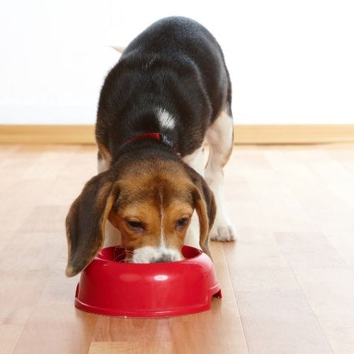Is Your Puppy Ready for Adult Dog Food?