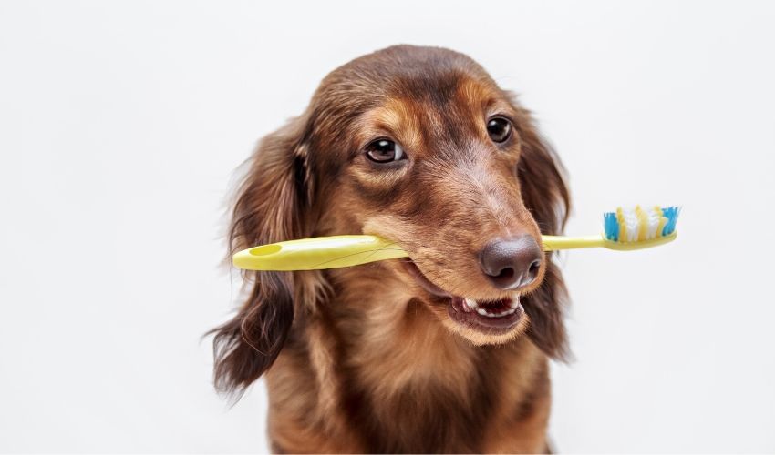 Clean Your Pet's Teeth at Home