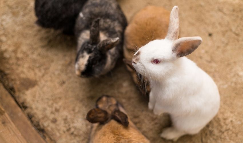 Treating Rabbits For Fleas