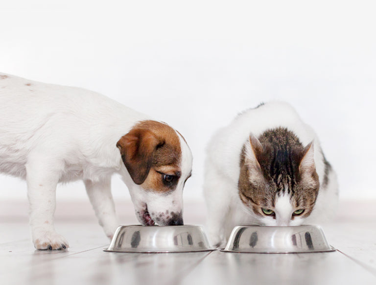 The Complete Guide to Storing Raw Pet Food
