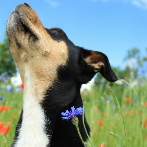 Spring Pet Care Tips