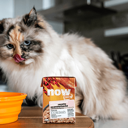 How to Feed a Picky Cat- Petcurean