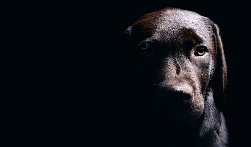 Do You Suffer Separation Anxiety From Your Pets?