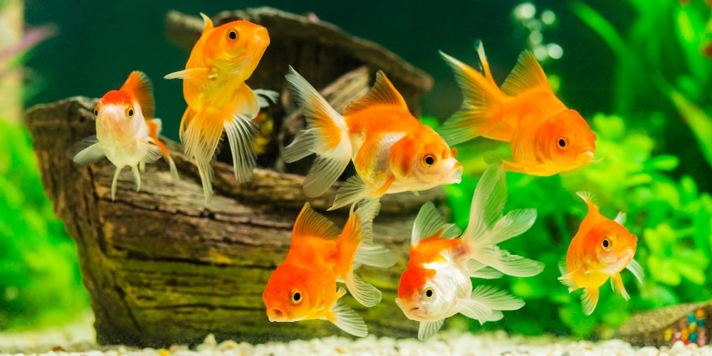 Best Freshwater Aquarium Fishes for Beginners