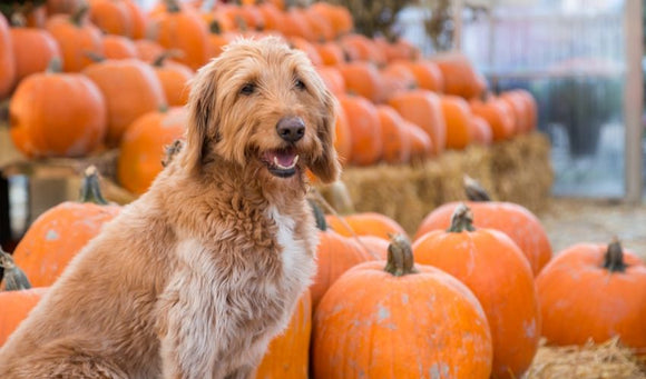 Benefits Of Pumpkin In Your Dogs Treats And Foods