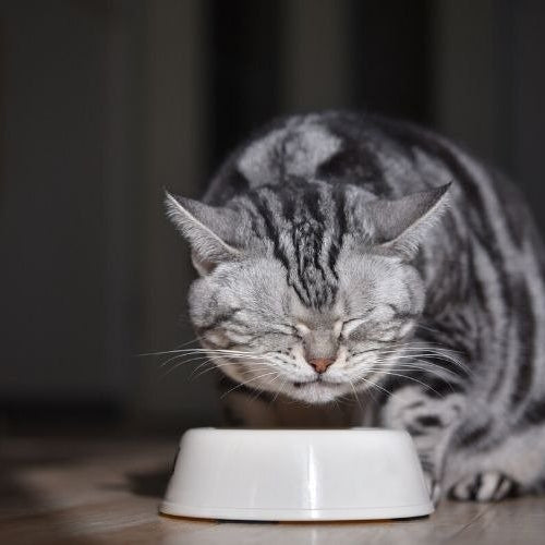 What to Do When Your Cat Won’t Eat