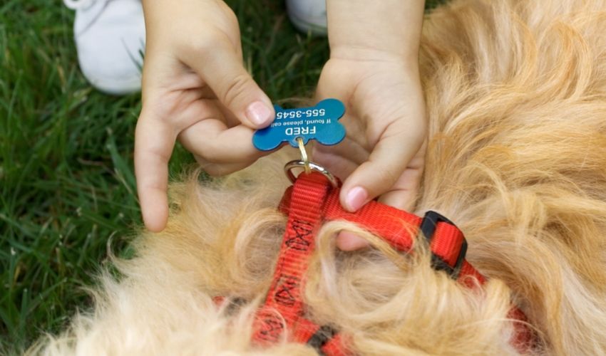 Why Every Dog Should Be Tagged