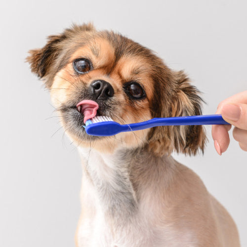 Healthy Smiles, Happy Tails: A Guide to Pet Dental Care