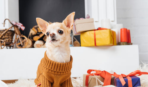 How to Keep Your Pet Cozy and Warm This Fall