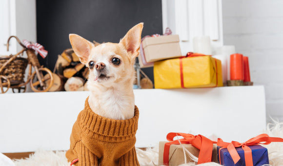 How to Keep Your Pet Cozy and Warm This Fall