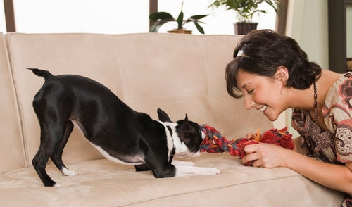 Entertaining Pets While Social Distancing