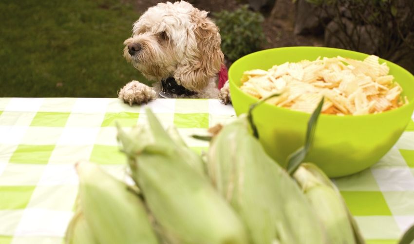 Cookouts: Food and Pet Safety