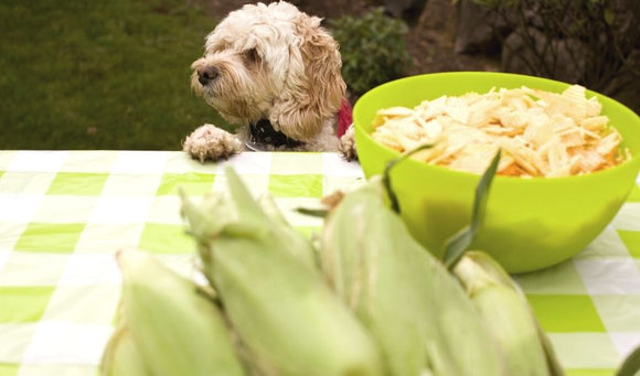 Dog Picnic