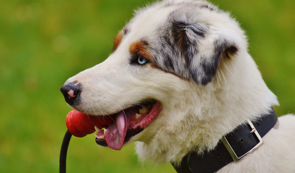 Perfect Dog Stuffing Treats