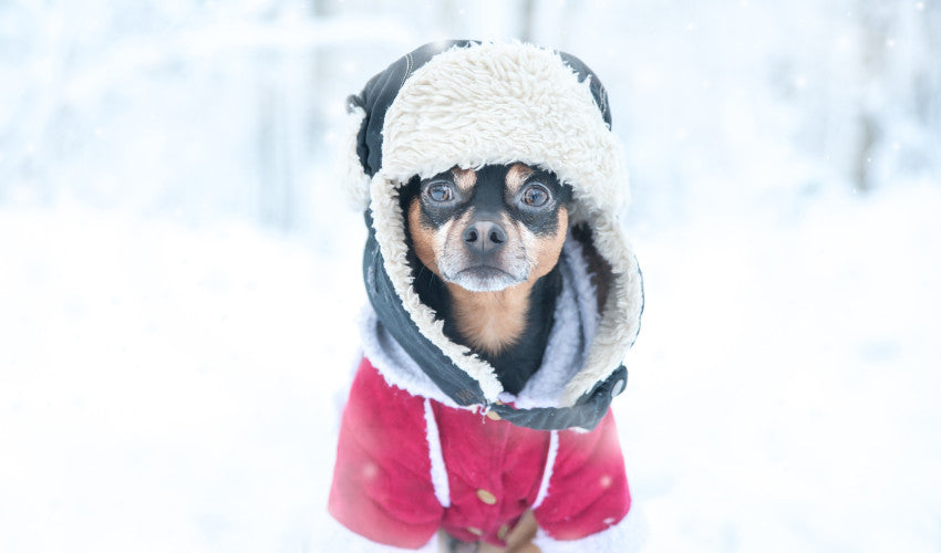 Winter dog outfits top