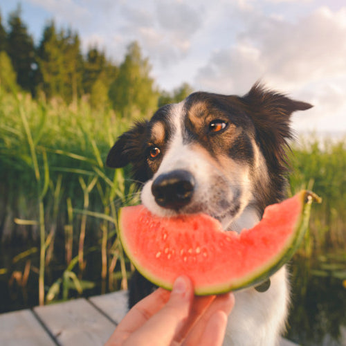 Essential Tips for Keeping Your Pet Safe and Cool During the Summer Heat