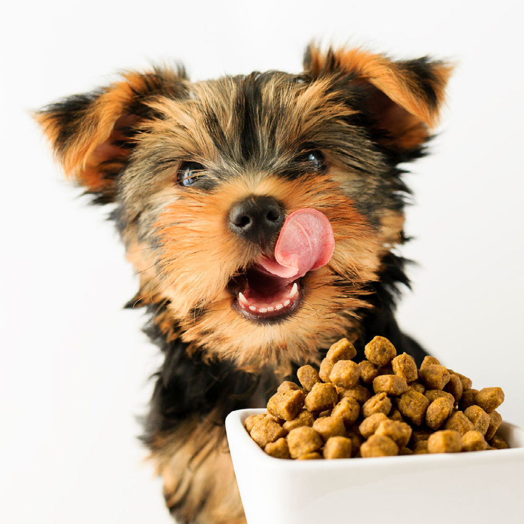 Grain Inclusive Dry Dog Food