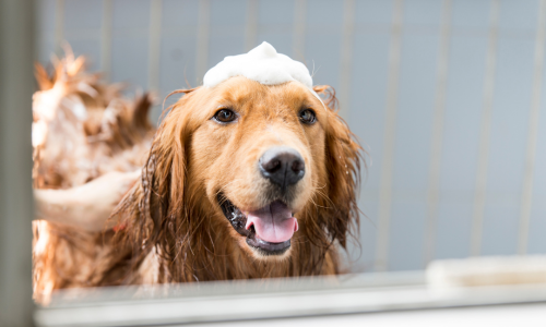 Dog being washed