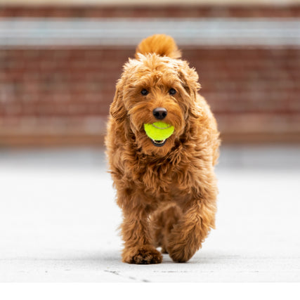 Dog Food & SuppliesDog with ball