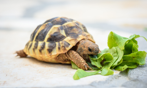 Turtle eating lettuce