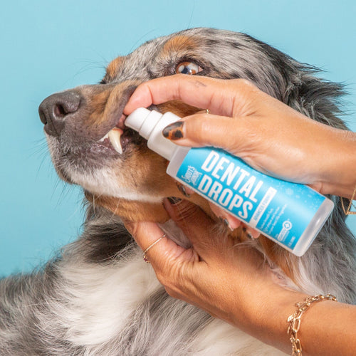 Skout's Honor Oral Care Advanced Formula Dental Drops