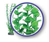 Weco Freshwater Series Lime Bacopa Aquarium Plant