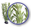 Weco Freshwater Series Anacharis Aquarium Plant