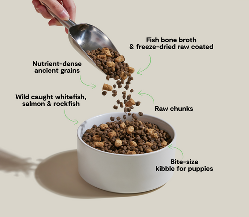 Open Farm RawMix Ancient Grains Puppy Kibble